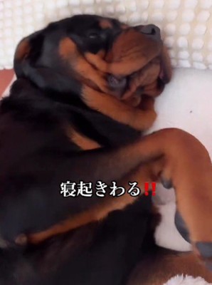 「もう起きるから……」