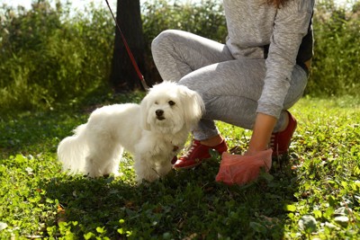 犬の排泄物を拾う飼い主