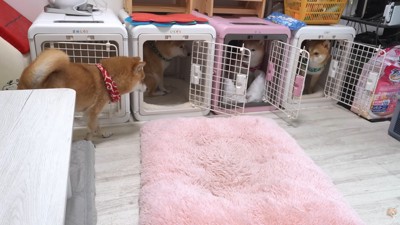 3匹はすぐにハウスの中へ