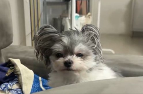 ヨボヨボ