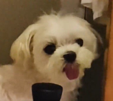 カメラを見つめる犬