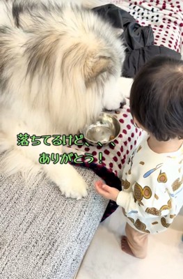 落ちたご飯を見るわんこ