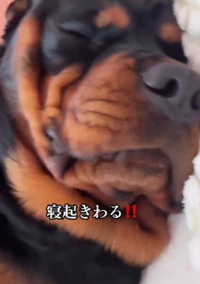 どんな妨害にも動じない!!