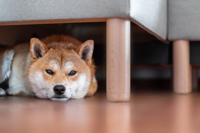 ソファの下から見つめる柴犬
