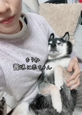 女性の腕に包まれて寝る黒柴