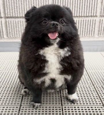 たぬきっぽさが魅力的♡