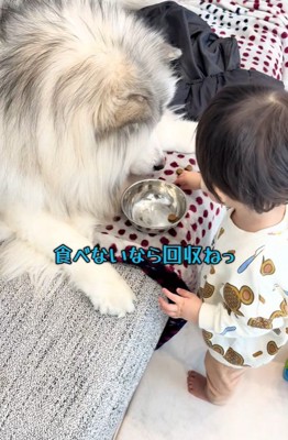 ごはんを回収する息子さん