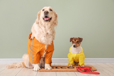 レインコートを着た大型犬と小型犬