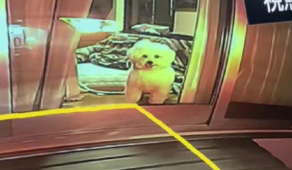 愛犬のむにちゃん!!