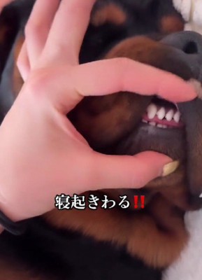 唇をこじあけても…
