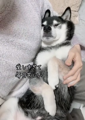 お腹を広げて寝る黒柴