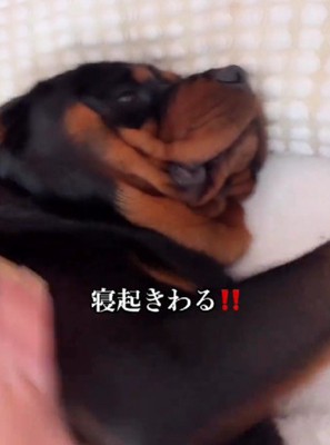 まったく起きる気配なし