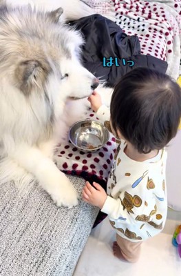 ごはんをあげる息子さん