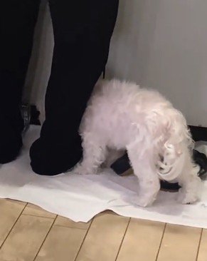 おばあちゃんの足に体を押しつける犬