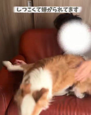 逃げられちゃった…