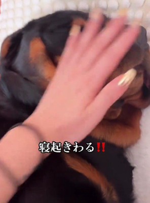 顔をペチペチしても…