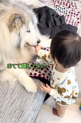 食べられないわんこ