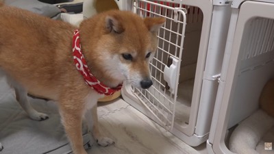 自分で扉を開けて入れそうですが…