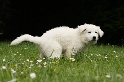 草むらで排泄する犬
