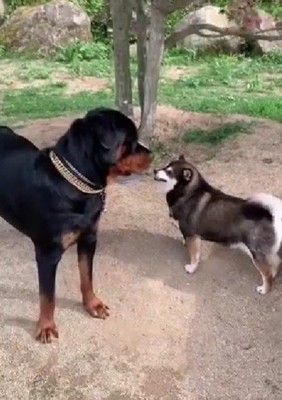友達犬に怒られた
