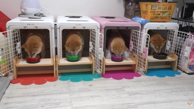 仲良く並んでお食事♪