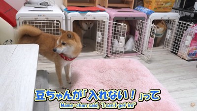「入れない…」と豆じろうくんは困惑