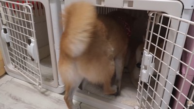 お隣の幾三くんのハウスの中へ