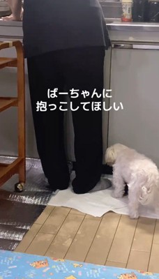台所にやってきた犬