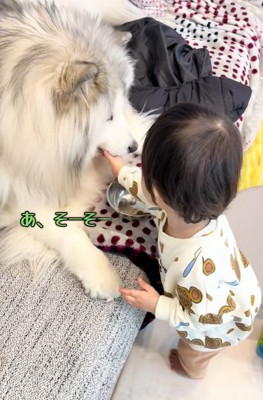 与え方が分かった息子さん