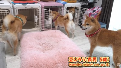ハウスに向かう4匹