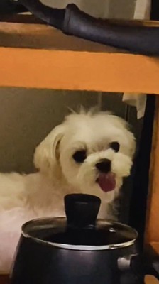 カメラを振り返る犬