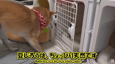 なぜか開かない方から入る気満々