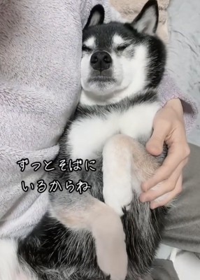 お腹を広げて寝る犬「ずっとそばに〜」