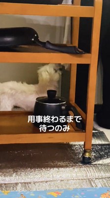 棚の間に入っておばあちゃんを見つめる犬