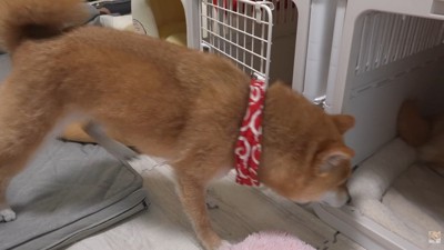 「あ！ここから入れるじゃん」