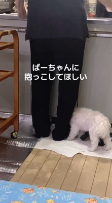 台所で作業をするおばあちゃんに体をくっつける犬