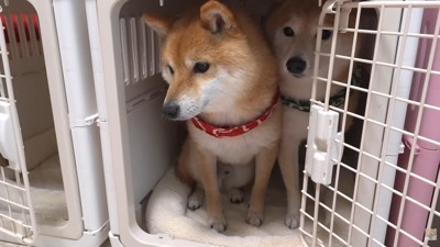 ぎゅうぎゅう詰めでお座り♡