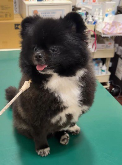 急に状況を察知した様子