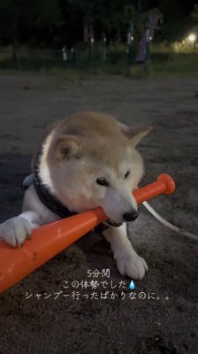 バットを咥えて地面に伏せる犬