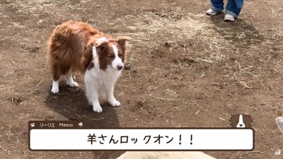 羊をロックオンすることも