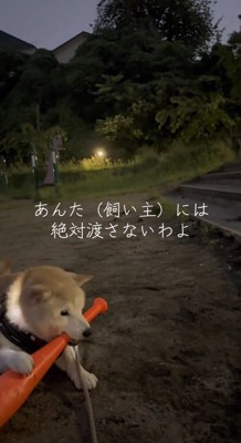 おもちゃのバットを咥える犬