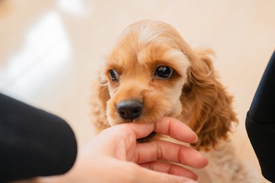 手を甘噛みする犬、コッカー