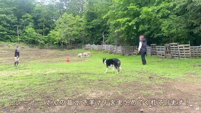 プロの牧羊犬と広い敷地へ