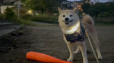 バットを地面に置いてカメラに笑顔を向ける犬