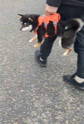 抱えられて横を向く犬5