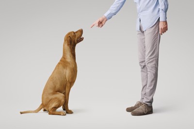 犬を叱る男性