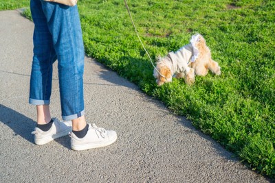 ニオイ嗅ぎに夢中の犬