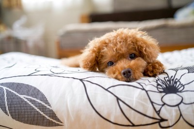 ぼーっと休む犬