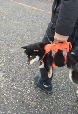 抱えられて横を向く犬4