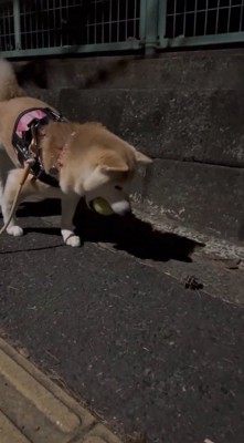 道に落ちている松ぼっくりを見つめる犬